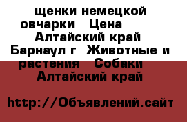 щенки немецкой овчарки › Цена ­ 200 - Алтайский край, Барнаул г. Животные и растения » Собаки   . Алтайский край